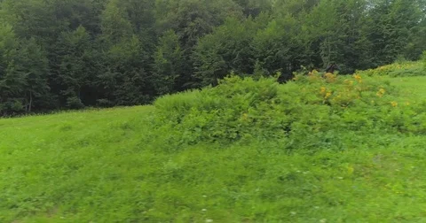 Wild Horses Herd Running Stock Footage 81064686