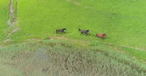 Wild Horses Herd Running 스톡 동영상 81064717
