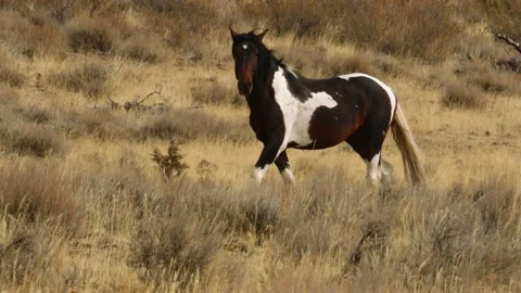 Wild Horses in High Desert Stock Footage 201902007
