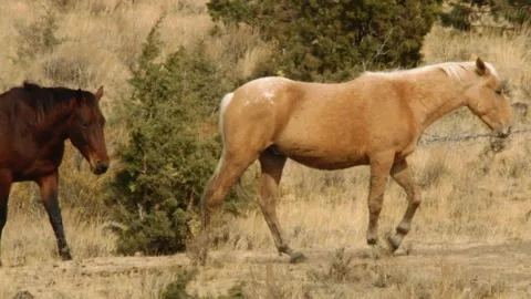Wild Horses in High Desert Stock Footage 201903491