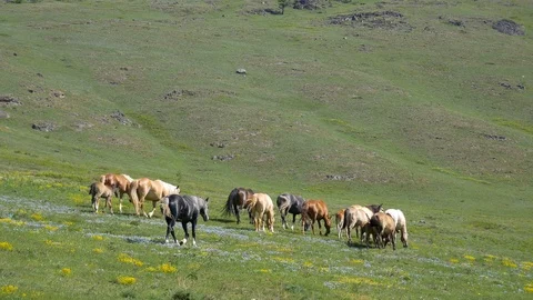 Wild horses in highlands Stock Footage 101879766