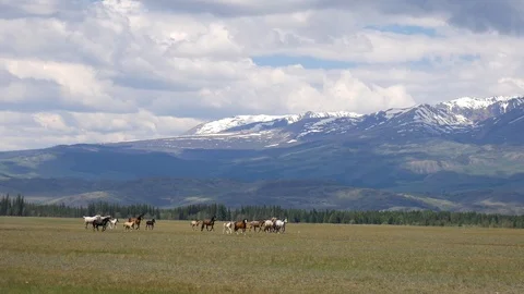 Wild horses in highlands Stock Footage 101881300