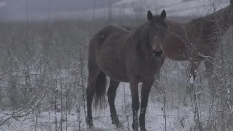 Wild horses kook in the camera. Pack of 4 clips. Nature reserve. Eco-friendly 動画素材 143659827