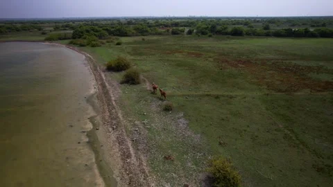 Wild horses on the lake Stock Footage 263762636