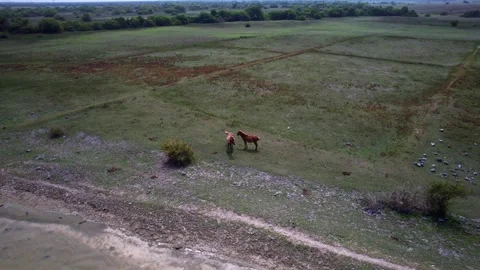 Wild horses on the lake Stock Footage 263762730
