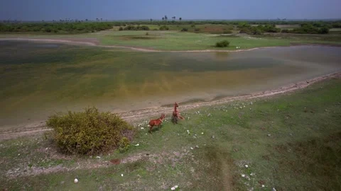 Wild horses on the lake Stock Footage 263763035