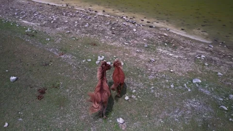 Wild horses on the lake Stock Footage 263763254