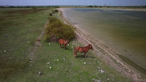 Wild horses on the lake Stock Footage 263763477
