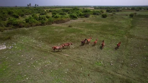 Wild horses on the lake Stock Footage 263763541