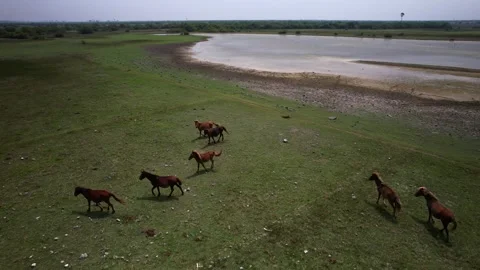 Wild horses on the lake Video stock 263763649