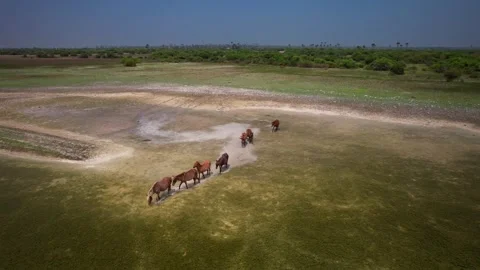 Wild horses on the lake Stock Footage 263763719