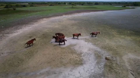 Wild horses on the lake Stock Footage 263763765