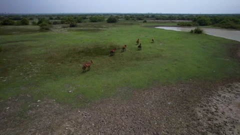 Wild horses on the lake Stock Footage 263763971