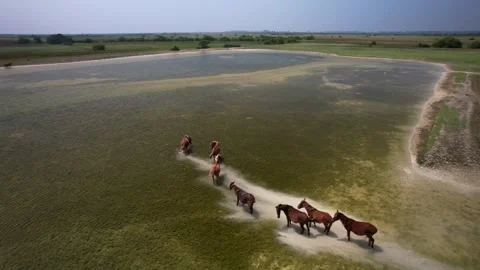 Wild horses on the lake Stock Footage 263763991