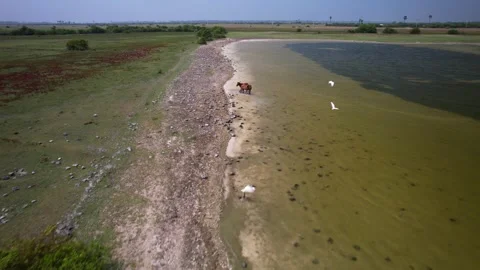 Wild horses on the lake Stock Footage 263764022