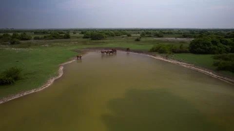 Wild horses on the lake Stock Footage 263764057