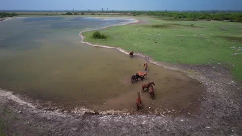Wild horses on the lake Stock Footage 263764290