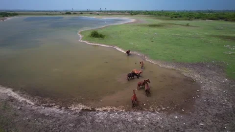 Wild horses on the lake Stock Footage 263764550