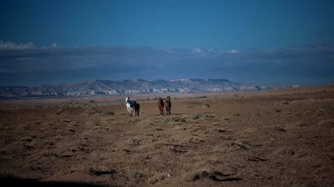 Wild horses looking into camera with rack focus Vídeo Stock 102266261