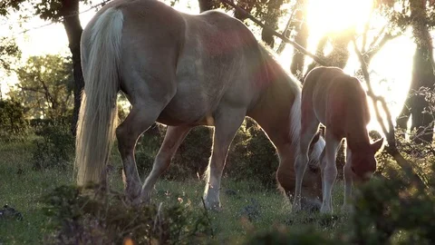 Wild horses on the meadow at sundown Video stock 75383774