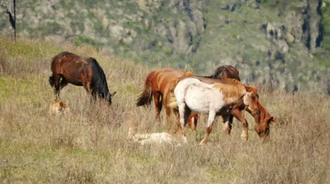 Wild horses in Mongolia mountains Stock Footage 63453049