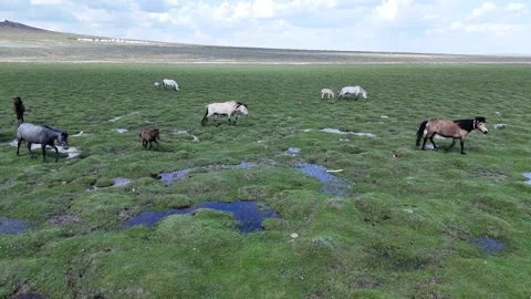 Wild Horses of the Mongolian Steppe Stock Footage 335357948