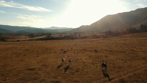 Wild horses on the mountain in the background. Sunset. Slow motion. Golden hour Vidéo 122659175