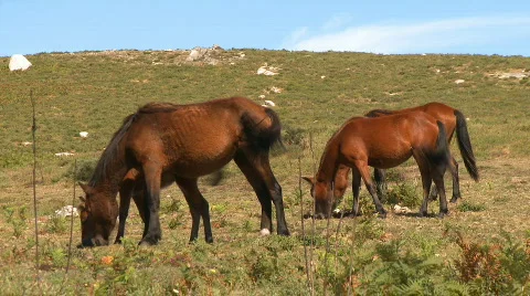 Wild horses in mountain Stock Footage 306229