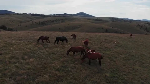 Wild horses on the mountain Stock Footage 171564530