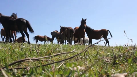 Wild horses on a mountain Stock Footage 247470242