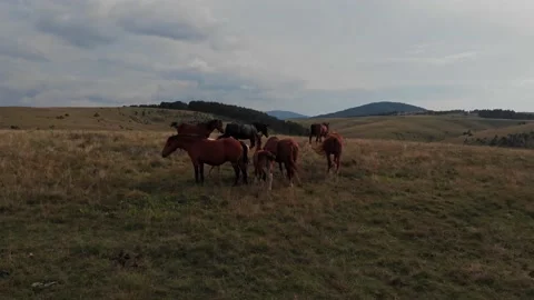 Wild horses at the mountain meadows Stock Footage 171564508