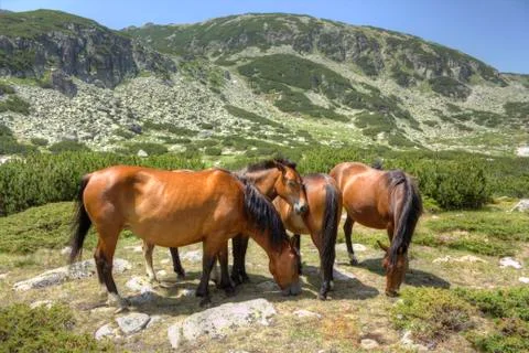 Wild horses in a mountain Stock Photos