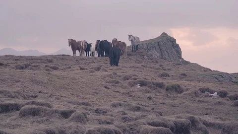 Wild horses in mountains Stock Footage 84941826