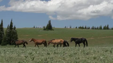 Wild horses on move Видео 22147719