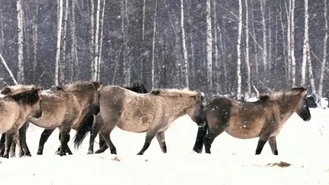 Wild horses move through snowy forest during winter snowfall. Stock-Footage 341139180