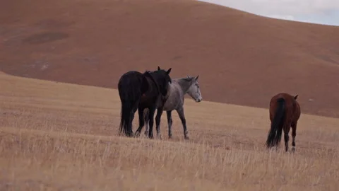 Wild Horses Moving Through Dry Grassland Kyrgyzstan Stock Footage 325650371
