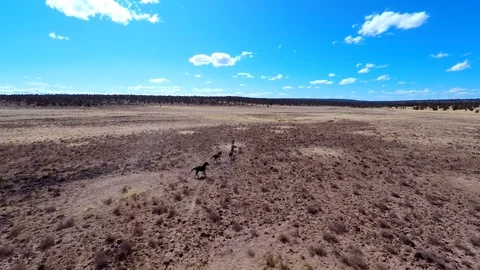 Wild horses Mustangs Devils Garden CA Aerial 4k with black stallion driving pack Stock Footage 87446216