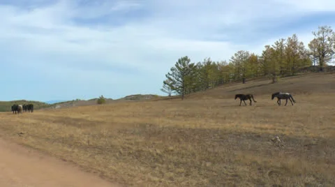 Wild horses in nature Stock Footage 24281021