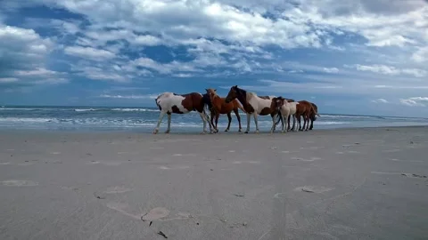 Wild Horses on Ocean Beach Under Dramatic Sky – 4K Stock Footage 318563473