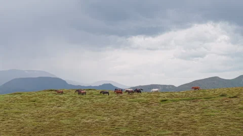 Wild Horses on Open Mountain Fields in Bulgaria Cloudy Aerial Shot from Stock Footage 310363288