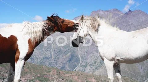 Wild horses pasturing on mountain environment. Beautiful nature background Stock Photos