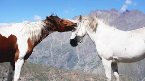 Wild horses pasturing on mountain environment. Beautiful nature background Stock Photos