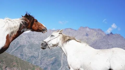 Wild horses pasturing on mountain environment. Beautiful nature background Stock Photos