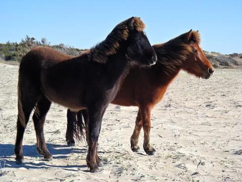 Wild Horses Fotos de archivo