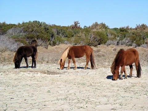 Wild Horses Fotos de archivo