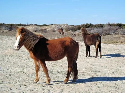 Wild Horses Fotos de archivo