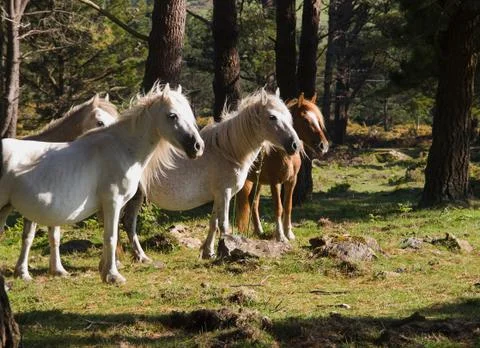 Wild horses Stock Photos