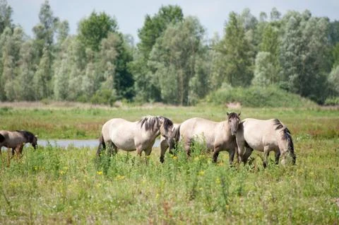 Wild horses Stock Photos