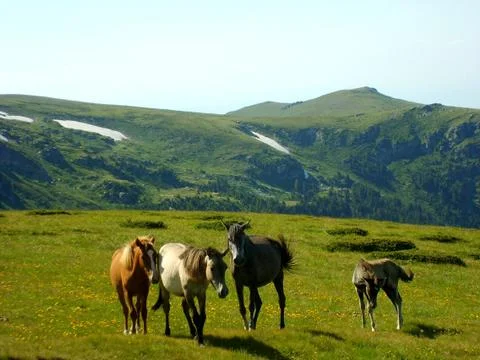 Wild horses Stock Photos