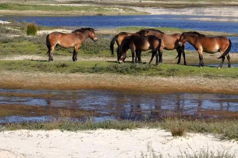 Wild horses. Stock Photos